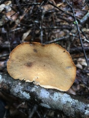 Pseudofavolus cucullatus