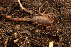 Pseudolychas ochraceus