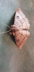 Speiredonia spectans