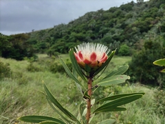 Protea caffra caffra