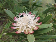 Protea caffra caffra