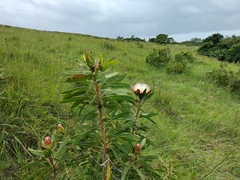 Protea caffra caffra