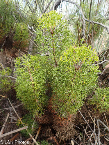 Kangaroo Island Conesticks (Petrophile multisecta)