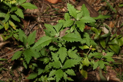 Centratherum riparium