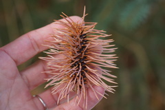Adelges abietis