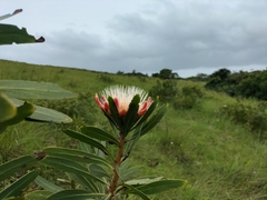 Protea caffra caffra