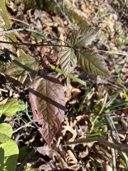 Stigmella villosella