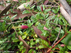 Correa decumbens