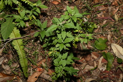 Centratherum riparium