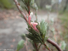 Adenanthos macropodianus