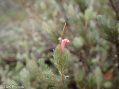 Adenanthos macropodianus