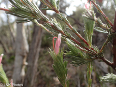 Adenanthos macropodianus