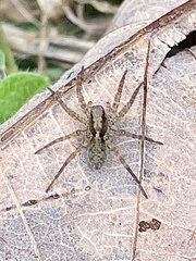 Pardosa