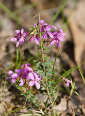 Tetratheca bauerifolia