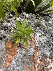 Verbesina caymanensis