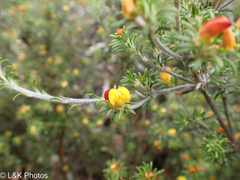 Phyllota pleurandroides