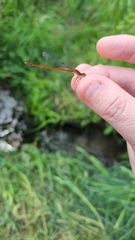 Xanthocnemis zealandica