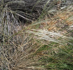 Stipa neaei