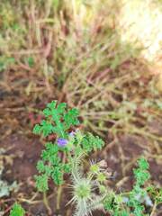 Solanum citrullifolium