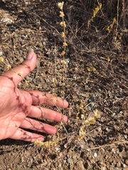 Eriogonum gracile gracile