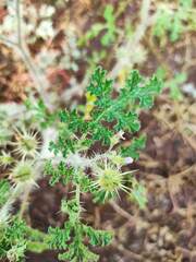 Solanum citrullifolium