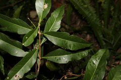 Notelaea longifolia
