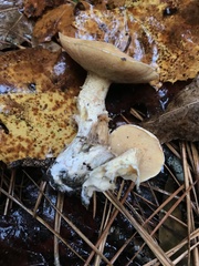 Suillus hirtellus