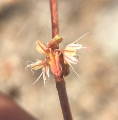 Eriogonum gracile gracile