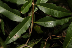Notelaea longifolia