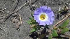 Nolana paradoxa