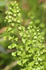 Lindsaea microphylla