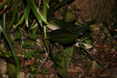 Dendrobium speciosum