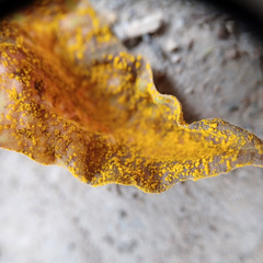 Austropuccinia psidii