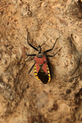 Rhynocoris segmentarius