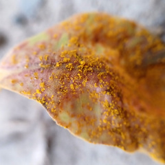 Austropuccinia psidii