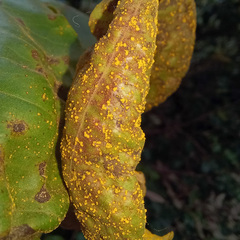 Austropuccinia psidii