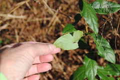 Morella caroliniensis
