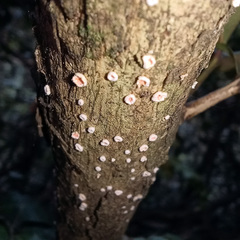 Lachnaceae