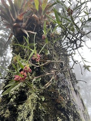 Epidendrum oxysepalum
