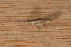 Plutellidae