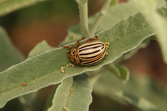 Leptinotarsa texana