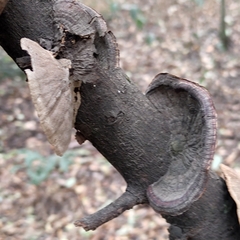 Polyporaceae