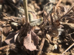 Eriogonum gracile gracile