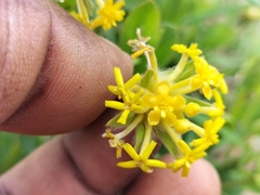 Lasiosiphon kraussianus