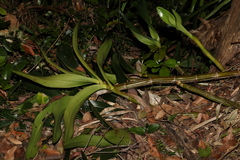 Dendrobium speciosum