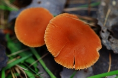 Gymnopilus allantopus