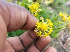 Lasiosiphon kraussianus