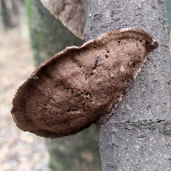 Polyporaceae
