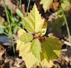 Viburnum acerifolium