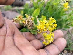 Lasiosiphon kraussianus